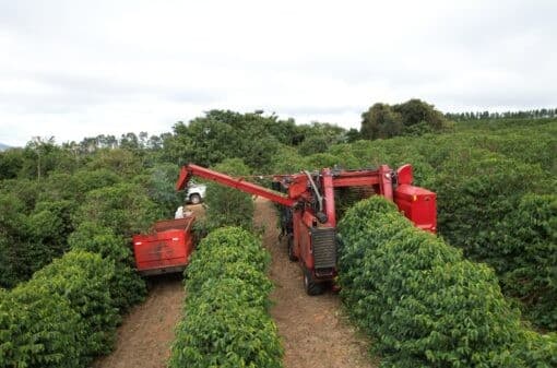 Cooxupé alcança 15,8% na colheita de café até junho