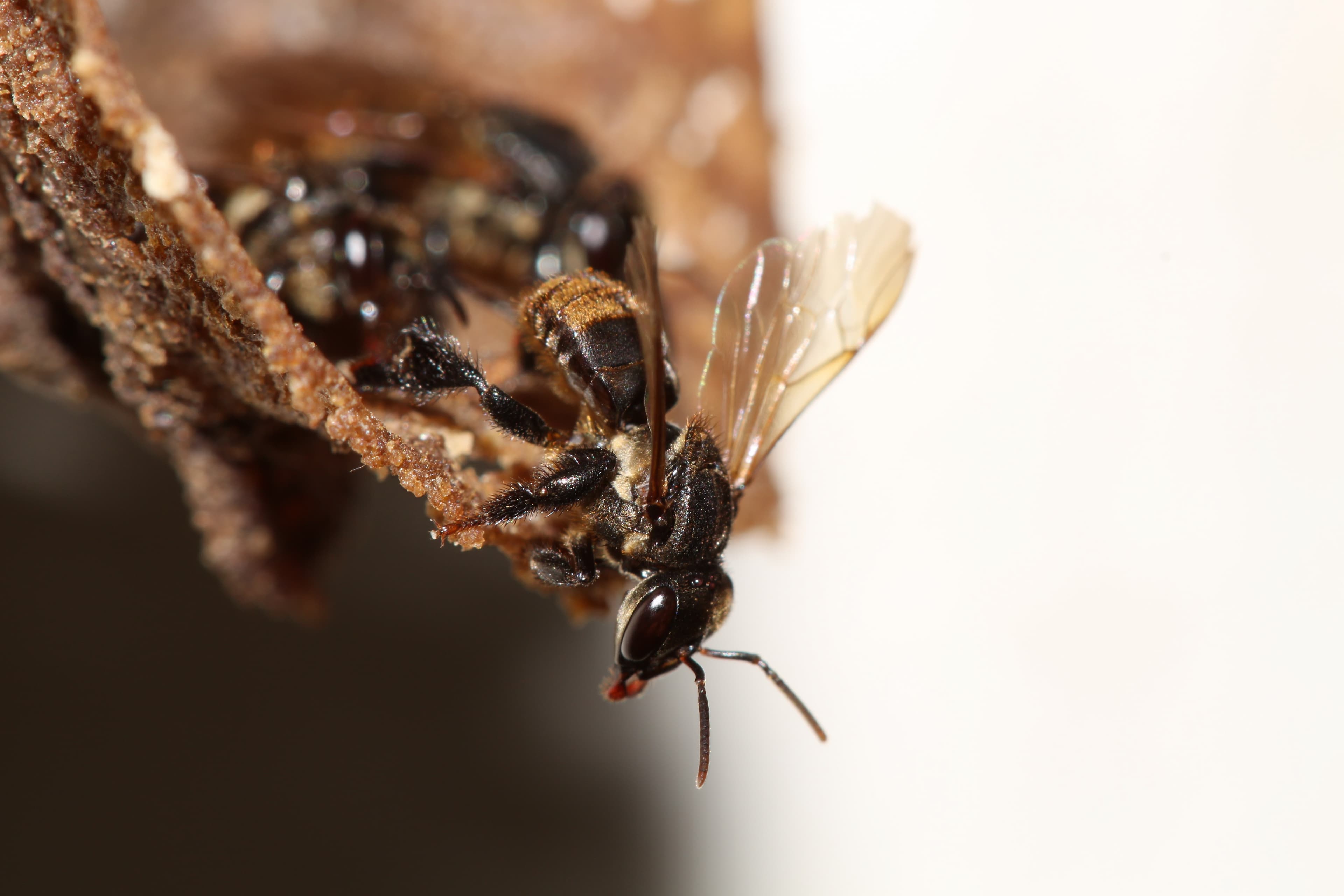 Fungicidas afetam saúde de abelhas sem ferrão em pesquisa da Embrapa