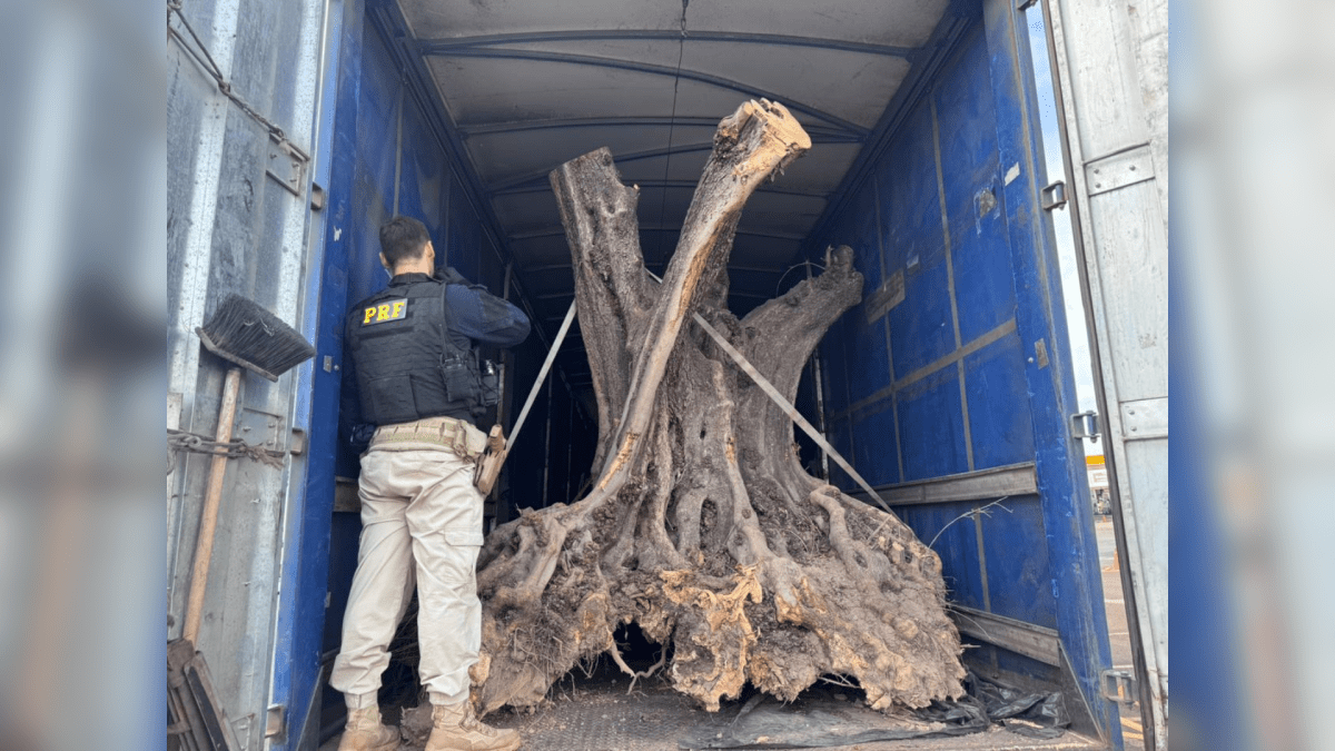 Polícia apreende oliveiras contrabandeadas em Maringá