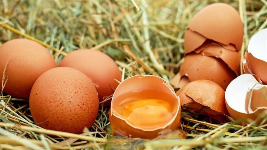 Produção de ovos no Brasil atinge recorde no primeiro semestre de 2026