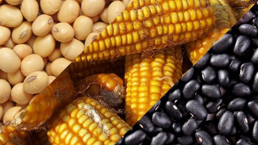 Condições climáticas adversas afetam safrinha de grãos no Paraná e MS