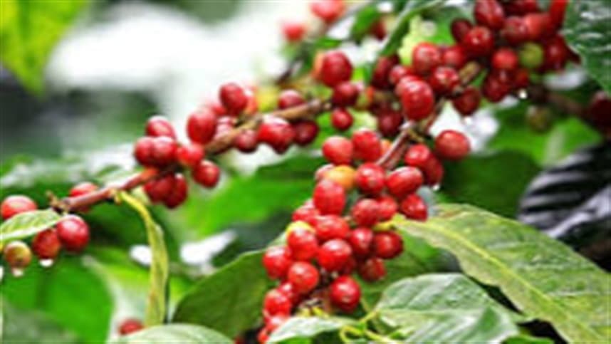 Safra recorde de café em Minas Gerais gera preocupação climática