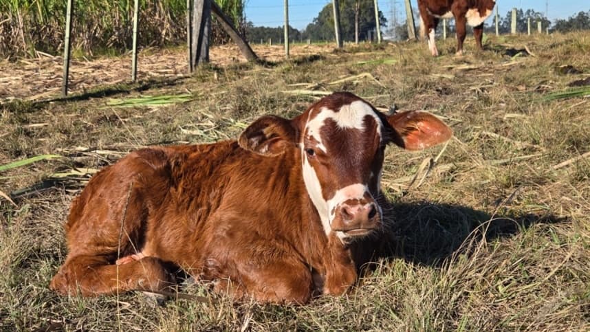 El Niño afeta pastagens e exige suplementação em gado no RS