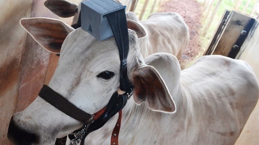 IoT será utilizado em parceria para monitorar a produtividade de ILPF