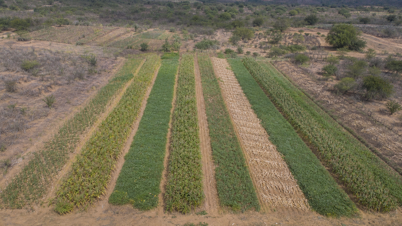 Raízes Agroecológicas avança na Bahia e Sergipe com novas ações