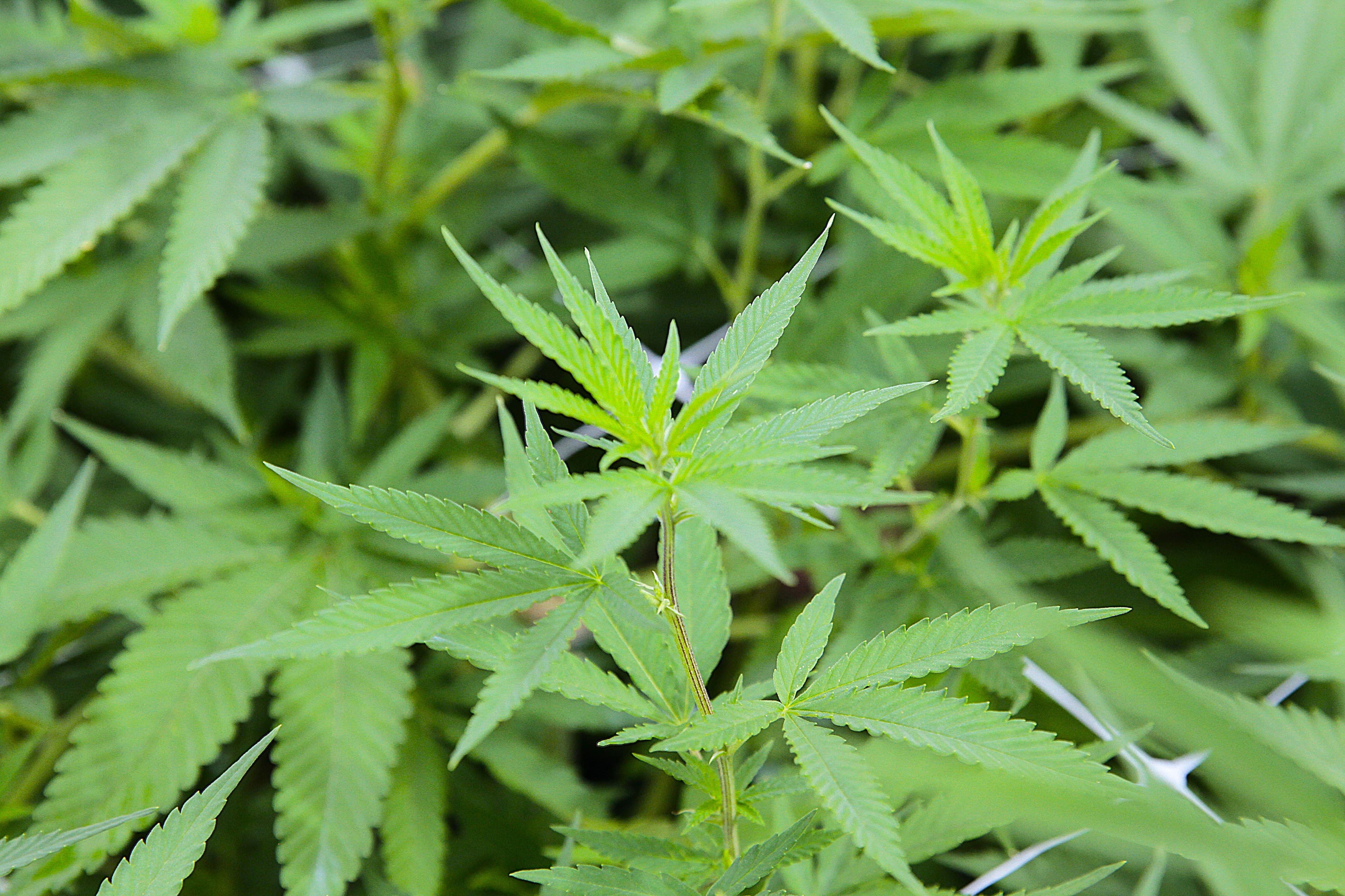 ExpoCannabis Brasil 2026 promete revolucionar mercado de cannabis