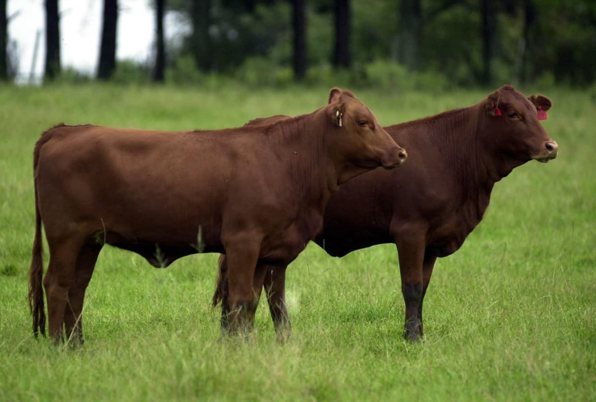Embrapa lança ferramenta de IA para melhoramento genético do Brangus