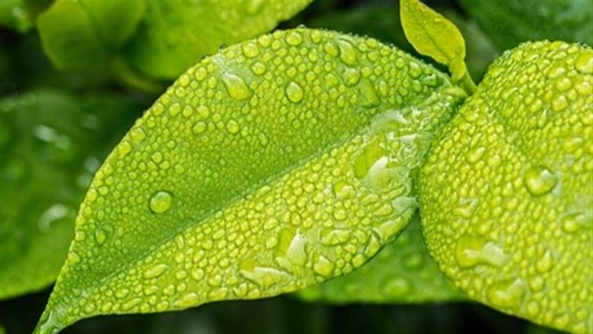 Programa revisa eficácia de mais de 100 adjuvantes