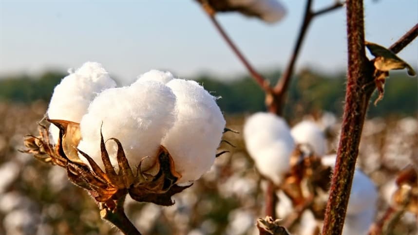Aumento da liquidez impulsiona trocas no mercado spot de Algodão
