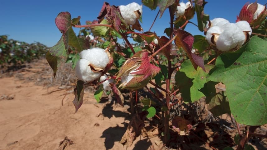 Estiagem e altas temperaturas prejudicam colheita de algodão na Argentina