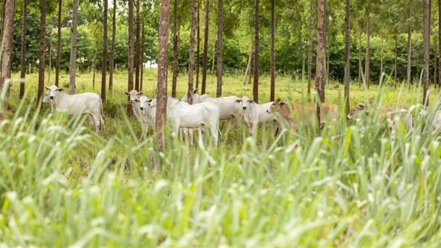Como reduzir a emissão de gases de efeito estufa?