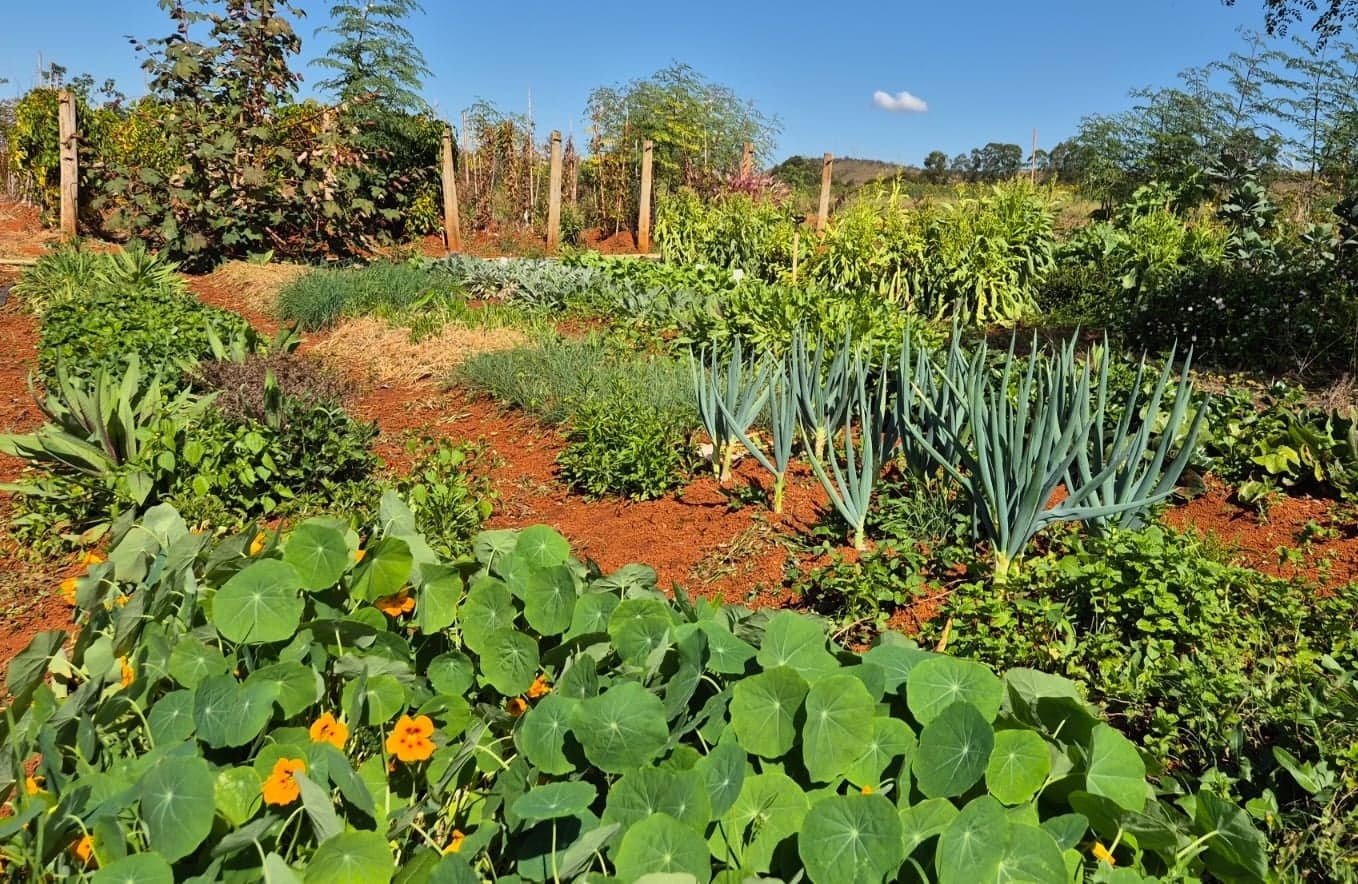 Embrapa lança novas cultivares de hortaliças nutritivas