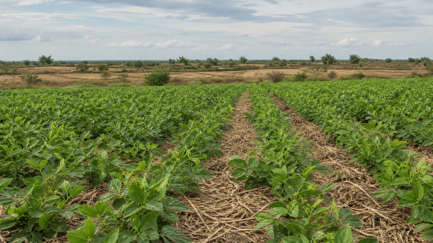 BRS Guatã: novo feijão-guandu contra nematoides e seca