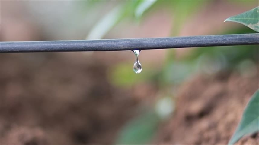 Gotejamento: solução eficiente para aumento da produção de hortifrúti