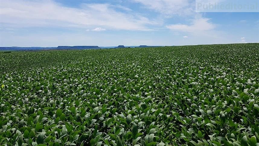 Simpósio Fitossanitário discute estratégias para produção agrícola no Matopiba