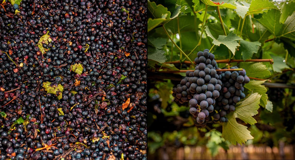 Timbaúba investe em sucos de uva e açaí para exportar ao mercado asiático