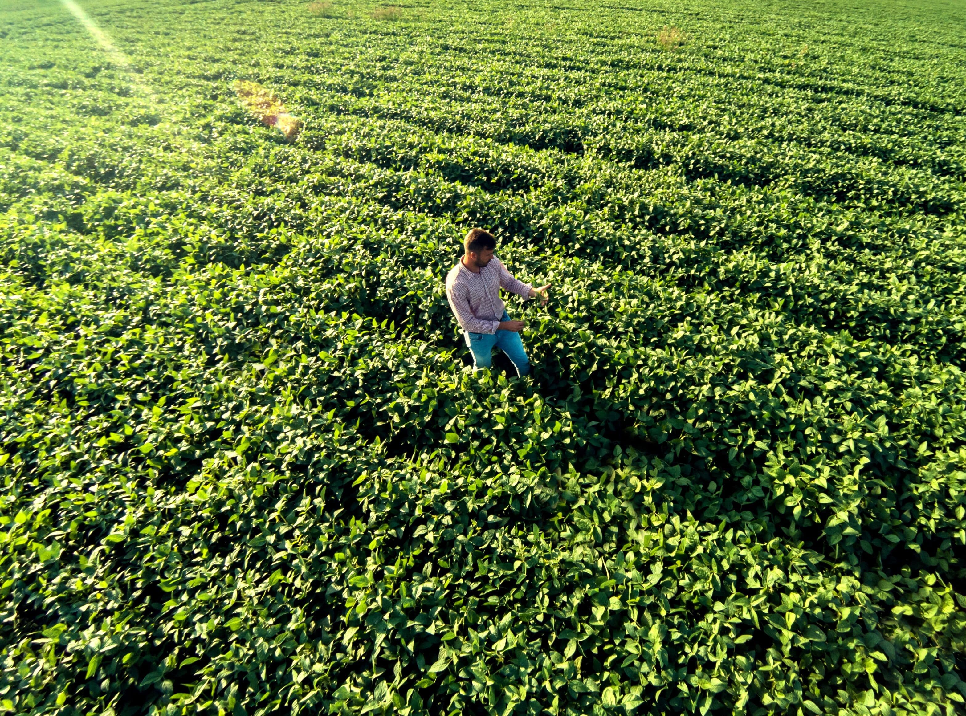 El Niño influencia alta nos preços de café e cacau no mercado global