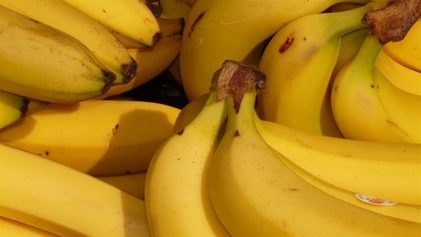 Benefícios dos fertilizantes com aminoácidos no cultivo de banana