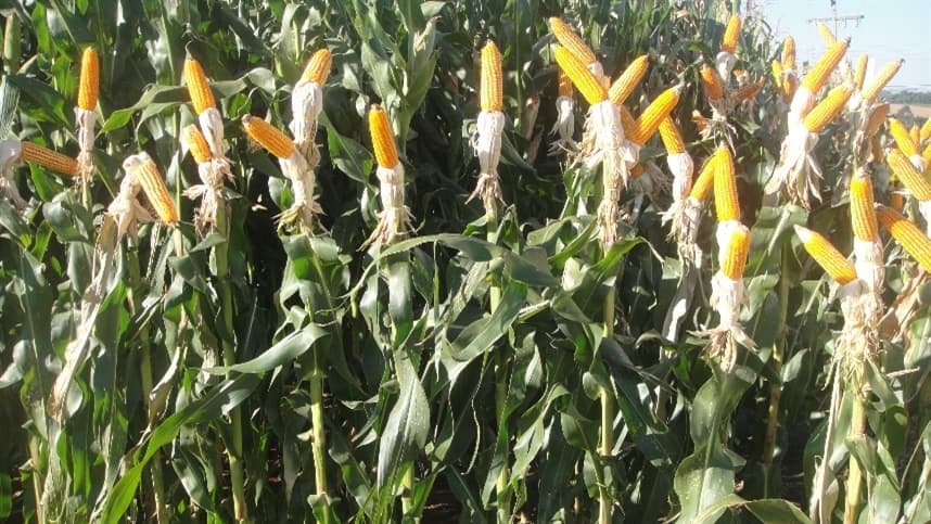 A lentidão persiste no cultivo do milho