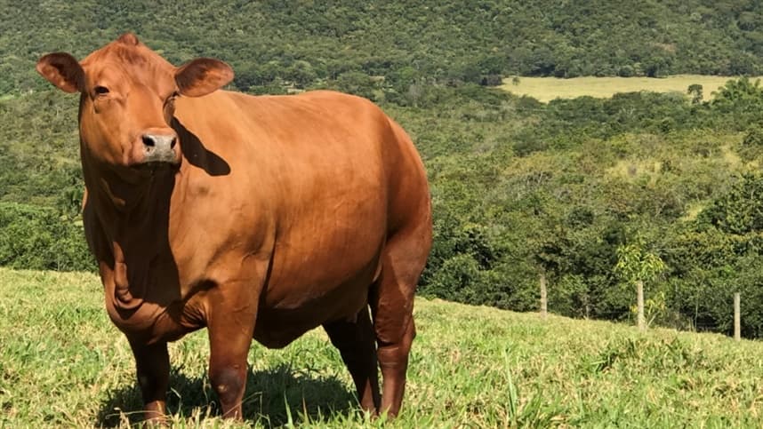 Estudantes de medicina veterinária visitam fazenda de pecuária em MG