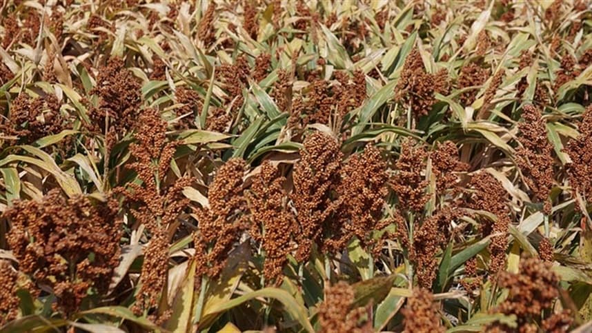 Sorgo se destaca no Brasil por resistência e demanda crescente