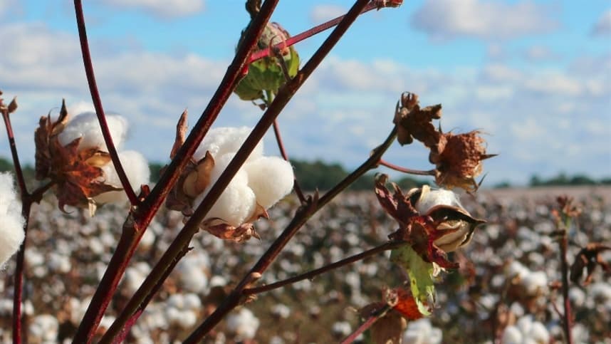 Maioria das plantações de algodão já estão semeadas