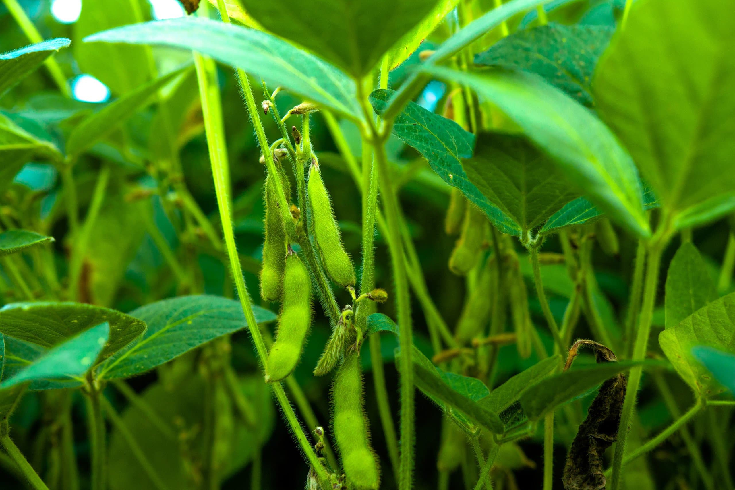Expansão da cultura da soja em Ijuí (RS) mostra impactos do clima e redução no cultivo de milho