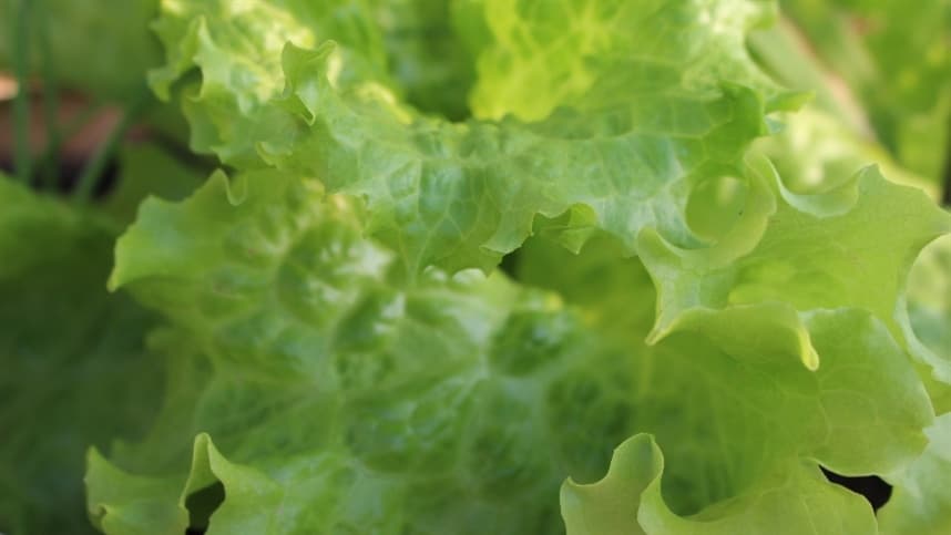 Verificação das condições fitossanitárias das hortaliças no Rio Grande do Sul