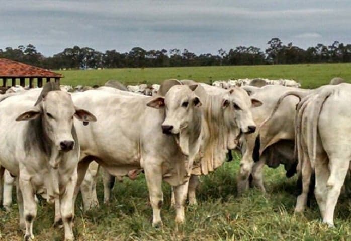 Preços do boi gordo disparam e influenciam mercado da carne bovina