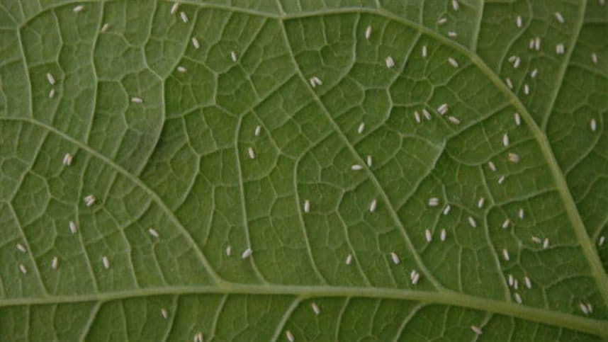Seca e calor podem intensificar mosca-branca em lavouras de soja na safra 2026/27