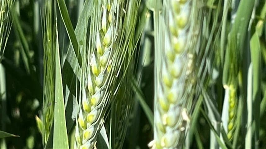 Impacto da mudança do clima no aumento da incidência de brusone do trigo