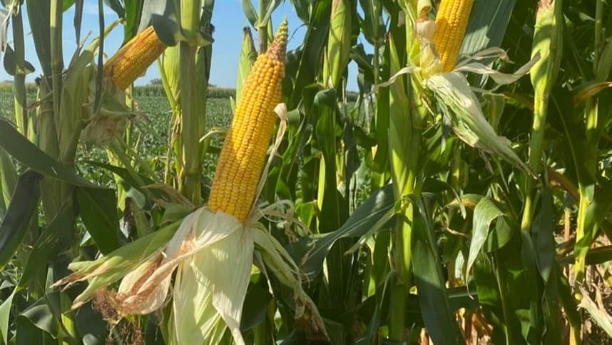 Safra de milho silagem no Rio Grande do Sul promete bons resultados