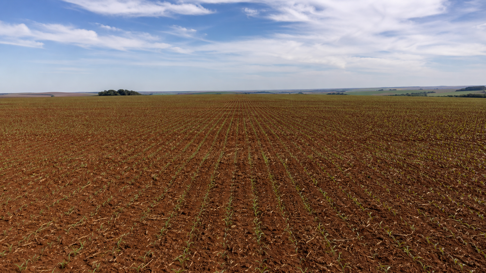 Safra de canola avança no Rio Grande do Sul apesar da baixa umidade