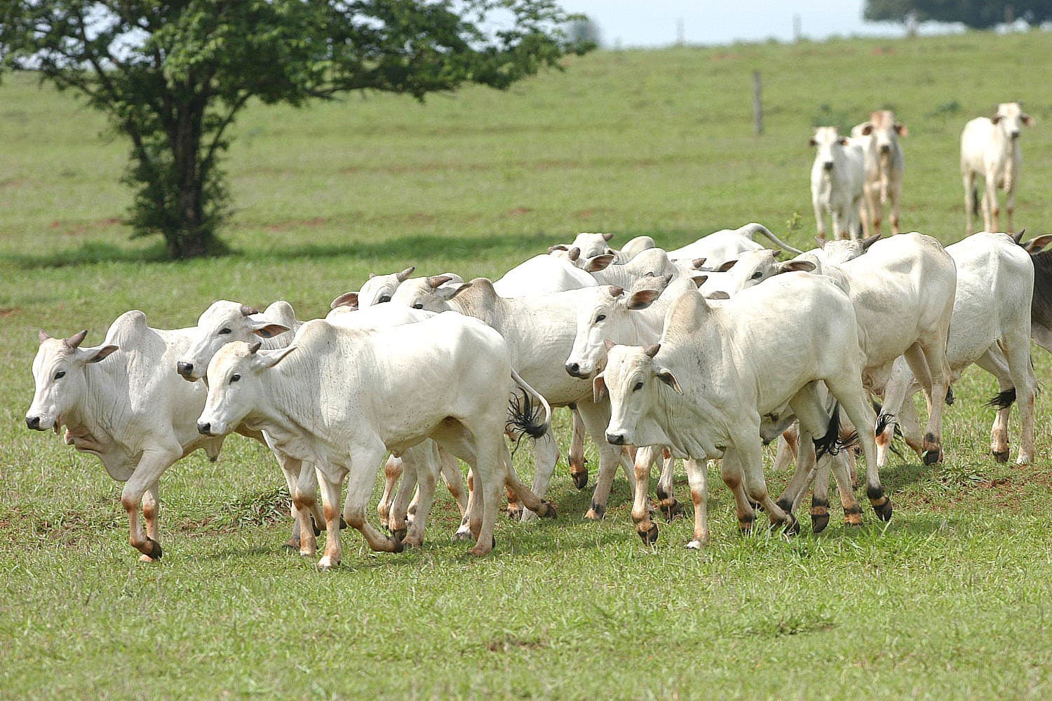 Mercado de carne bovina se mantém firme em agosto