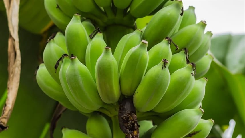 Governo determina cadastro obrigatório para produtores de banana em SP