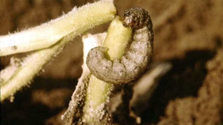 Lagarta-rosca ameaça produtores de milho com resistência a inseticidas