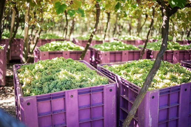 Safra 2025/26 de uvas no RS traz crescimento e qualidade histórica