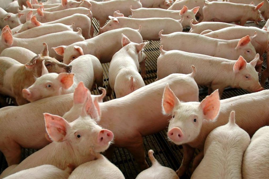 Poder de compra do suinocultor paulista cai pelo terceiro mês consecutivo