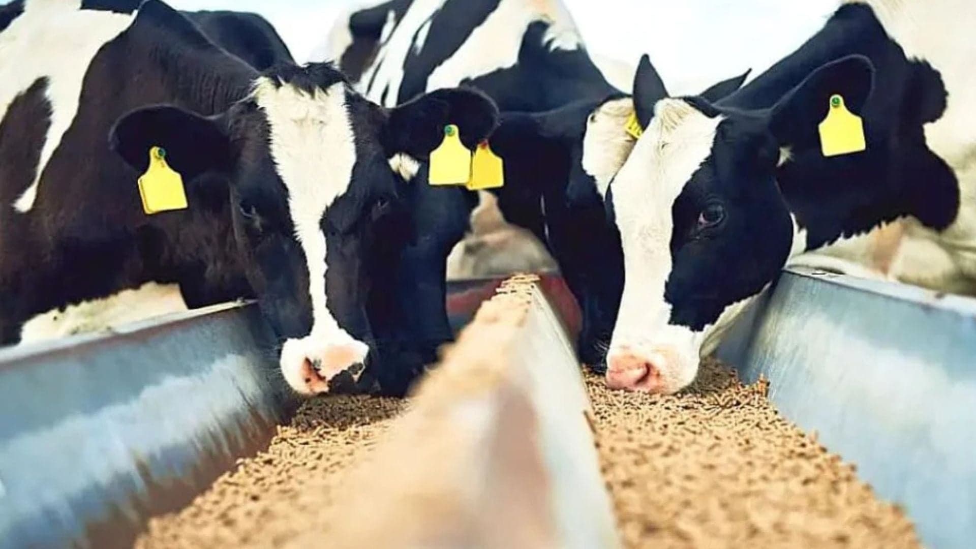 Protocolos de Bem-Estar Animal Otimizam Propriedades Leiteiras