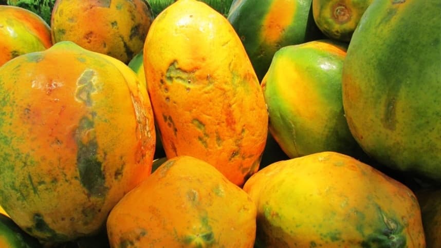 Recorde de receita na exportação de mamão.