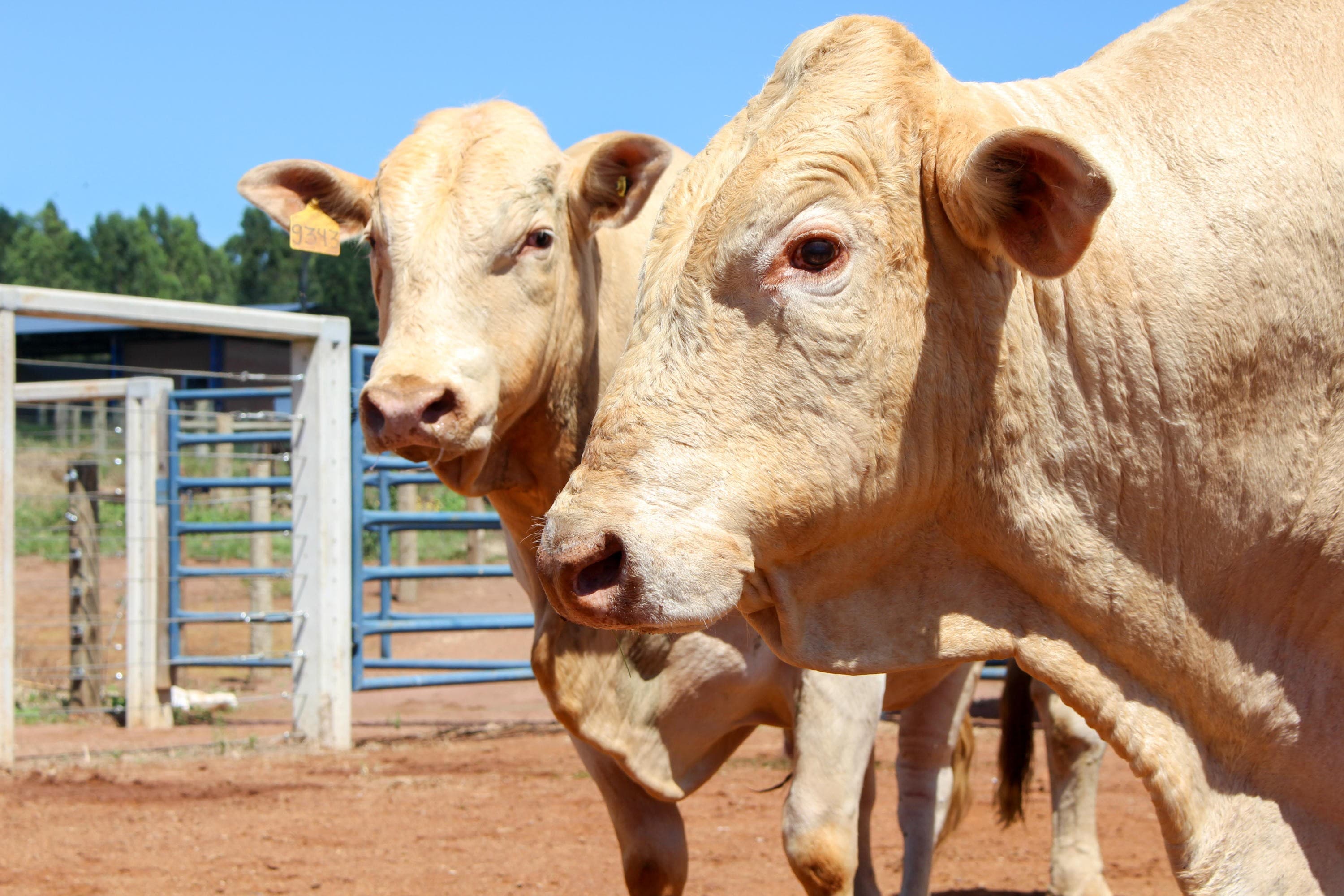 Canchim ganha selo Beef on Dairy e impulsiona produção de leite