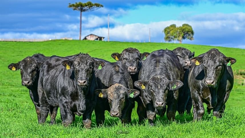 Atualização de preços de touros em Santa Catarina é divulgada