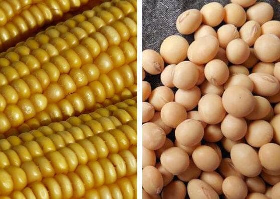 Colheita de soja alcança 82% no Brasil, abaixo do ano passado