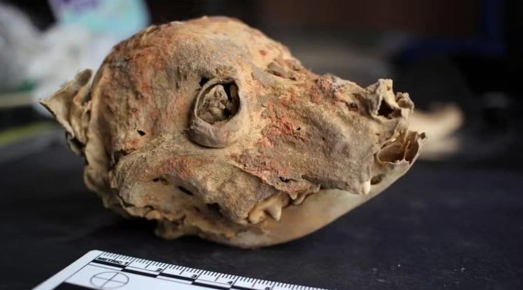 Descoberta de cachorro mumificado revela vínculo entre humanos e caninos no Império Wari