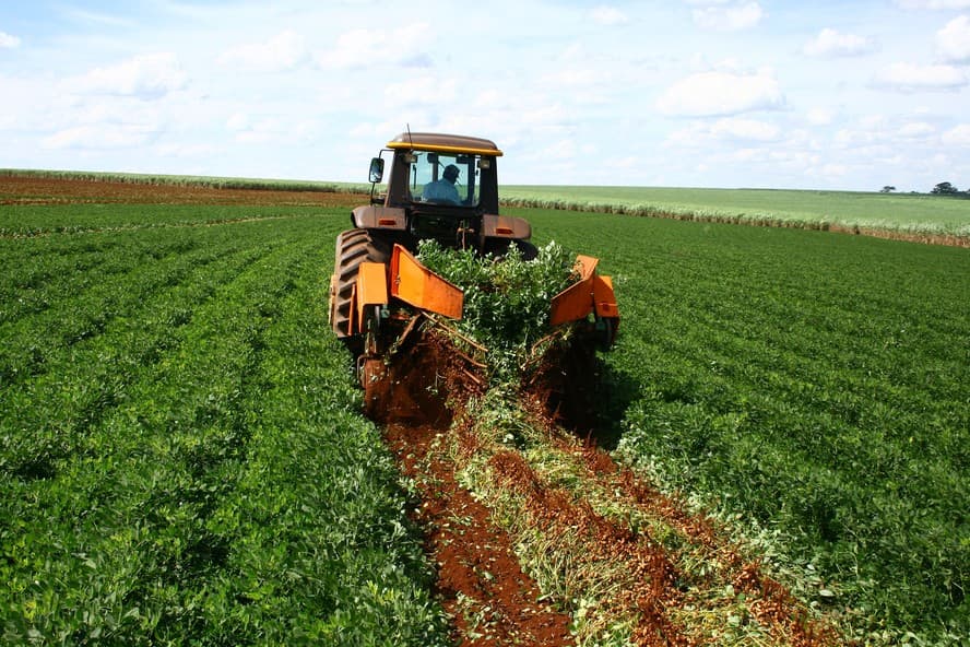 Clima seco e calor impactam cultivo de amendoim em São Paulo