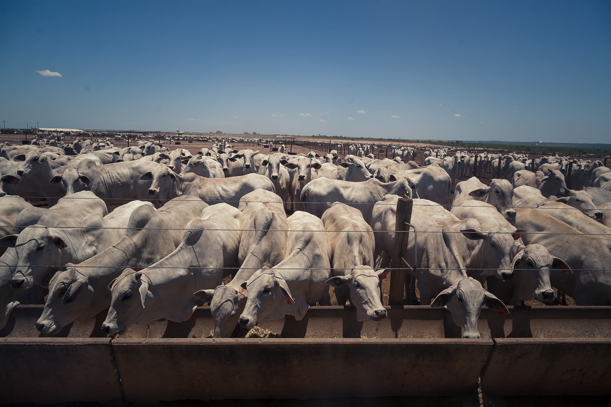 Exportação de carne bovina para China eleva preços do boi gordo