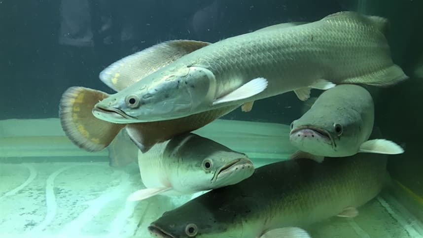 Nova tecnologia revoluciona a criação de pirarucus em ambientes controlados