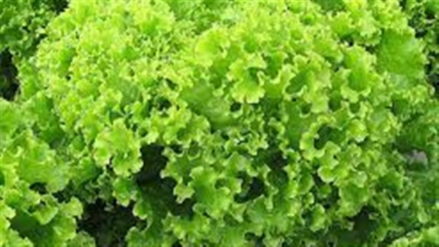 Análise do mercado das olerícolas na cadeia produtiva do Rio Grande do Sul.