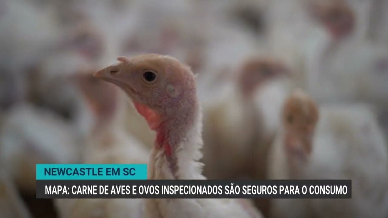 Confirmação de foco de doença de Newcastle em Itaberaba gera alerta sanitário