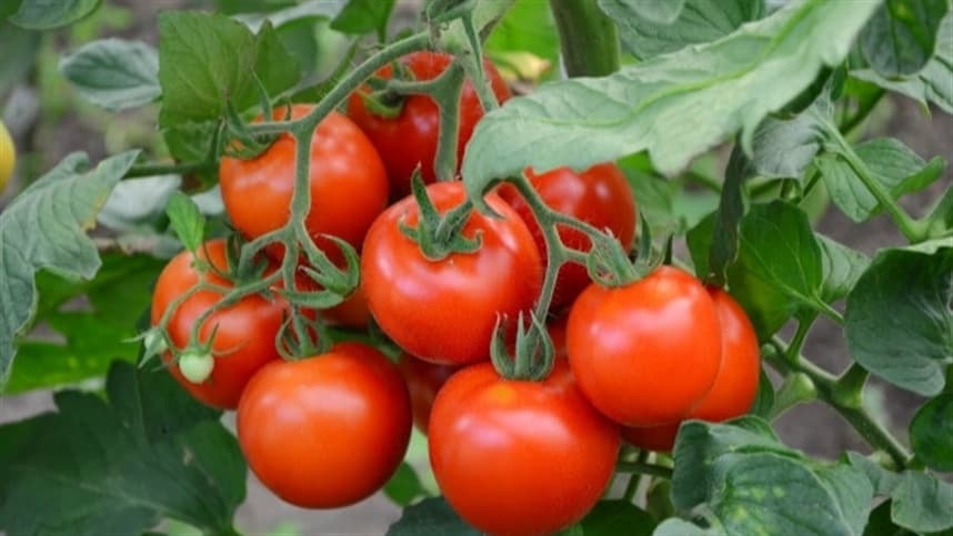 Produção de tomate sofre redução durante a colheita
